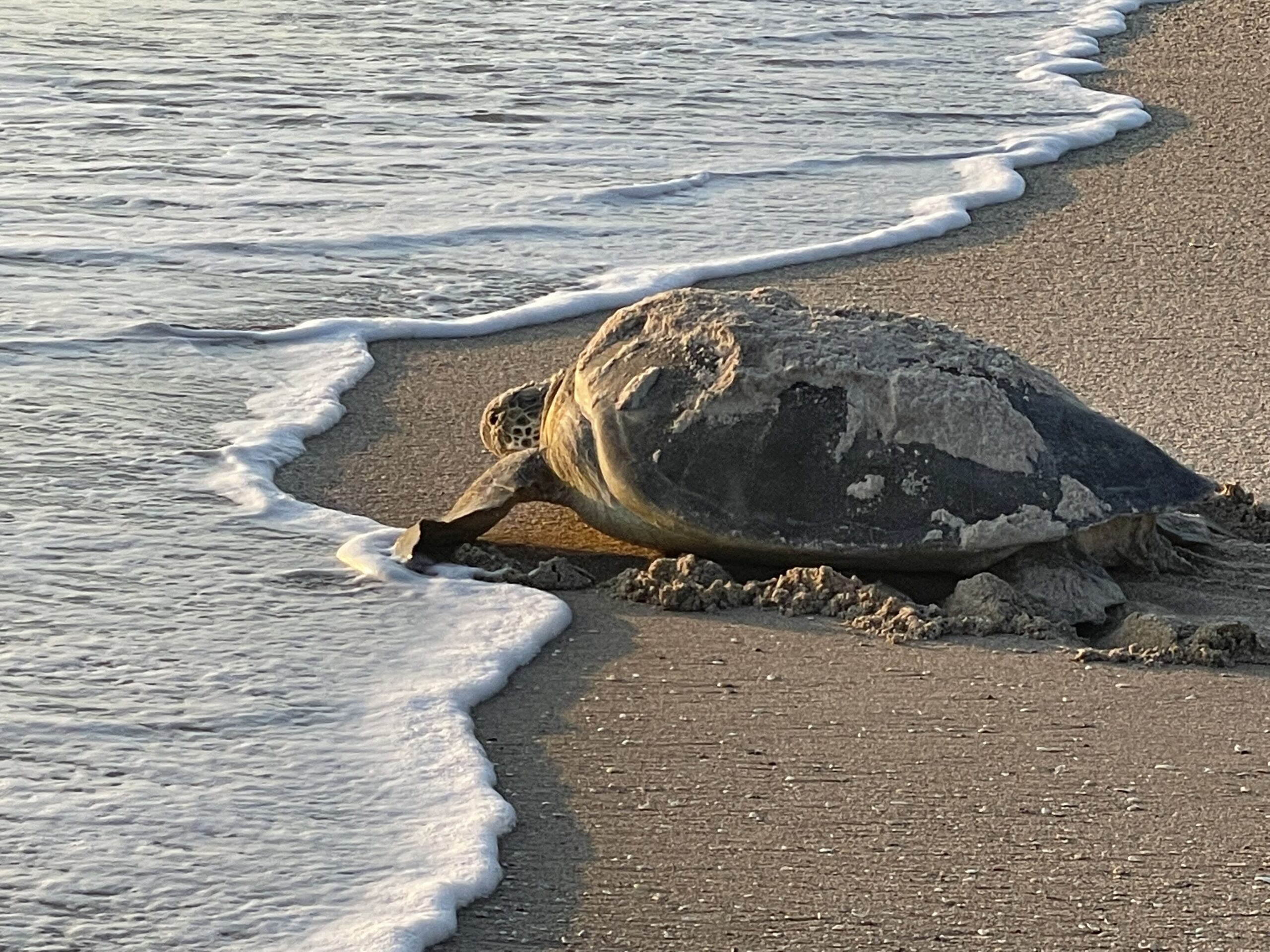 Sea Turtle