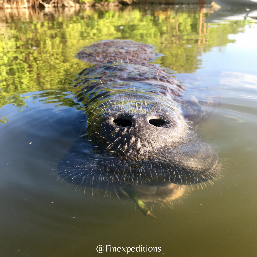 manatee snout image by fin expeditions