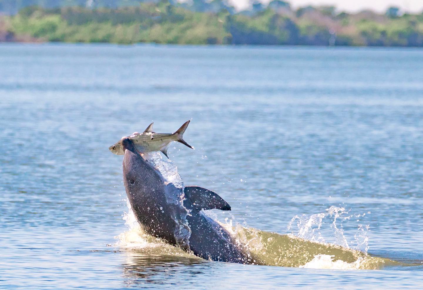 dolphin jumping out of water image by @seaflower_boutique