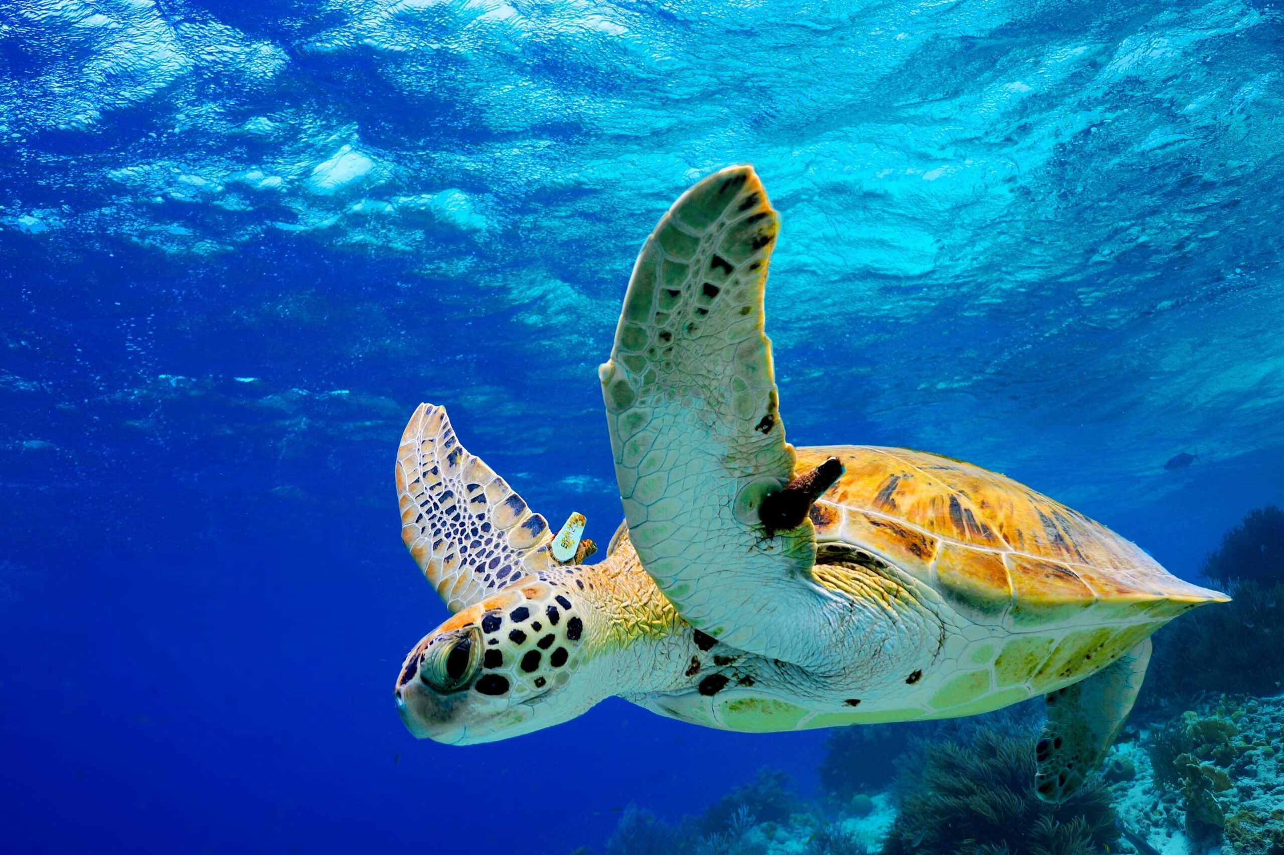 Green Sea Turtle Swimming