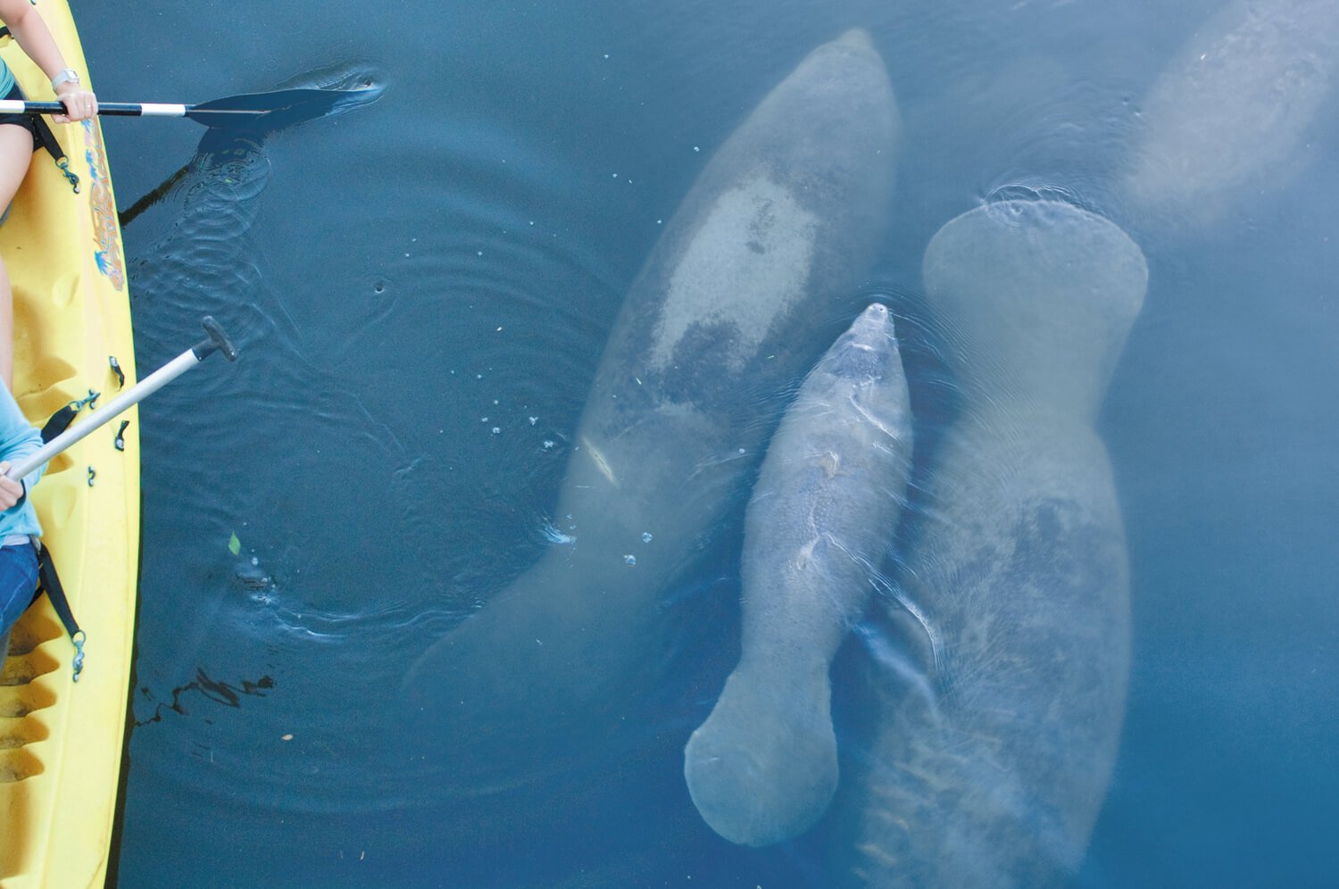 manatee