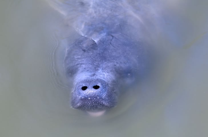 Canaveral Wildlife Tours Manatee