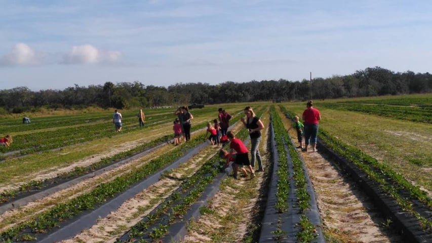 Sledd's U-Pick Strawberries Fields