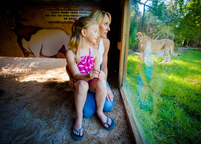 Brevard Zoo Mom and Child Viewing Cheetah