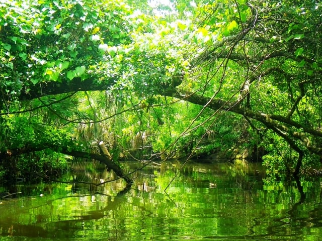 Turkey Creek Sanctuary Mangroves