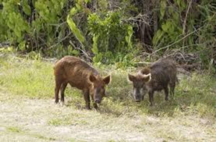 se permiten perros en merritt island national wildlife refuge