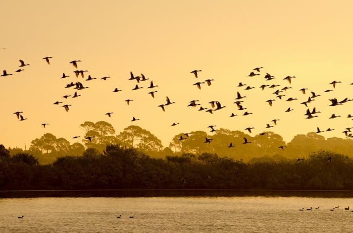 Merritt Island National Wildlife Refuge Birds Flying at Sunset