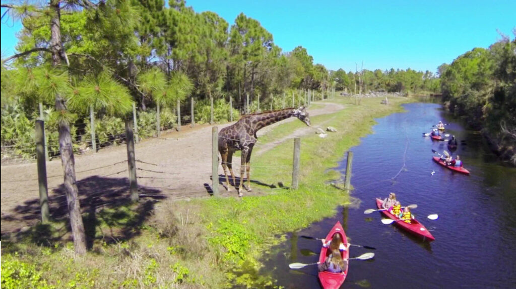 kayaking at the Brevard Zoo with a giraffe looking over the gate