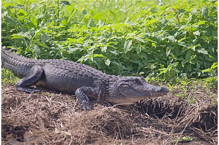 Alligator near nest