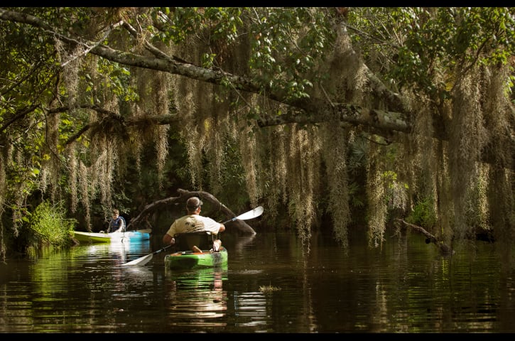 Kayakers near trees
