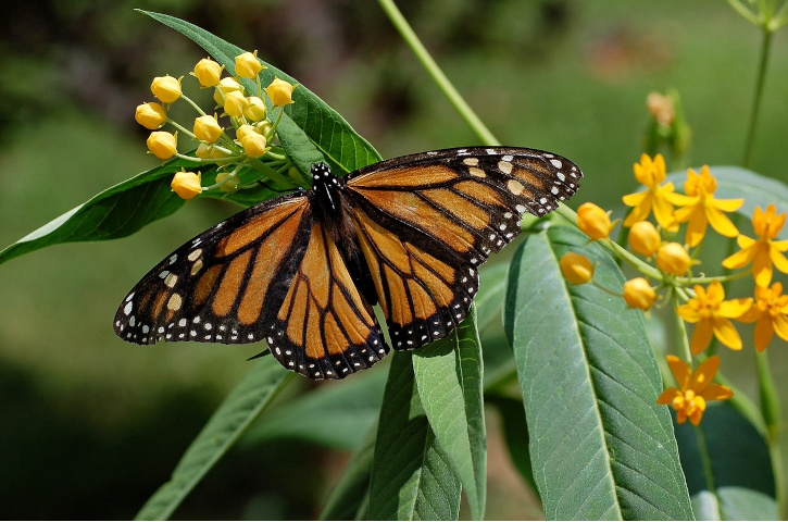 Pollinator Fair Butterfly