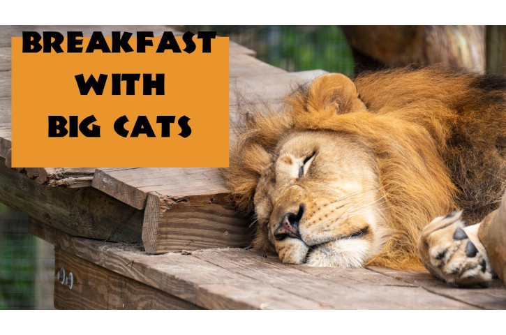 Breakfast with Big Cats Banner