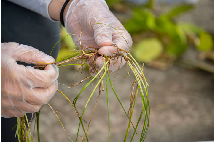 World Seagrass Day Photo