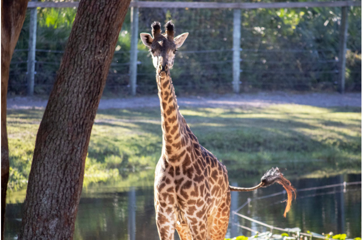 Mother's Day Brunch Giraffe Image