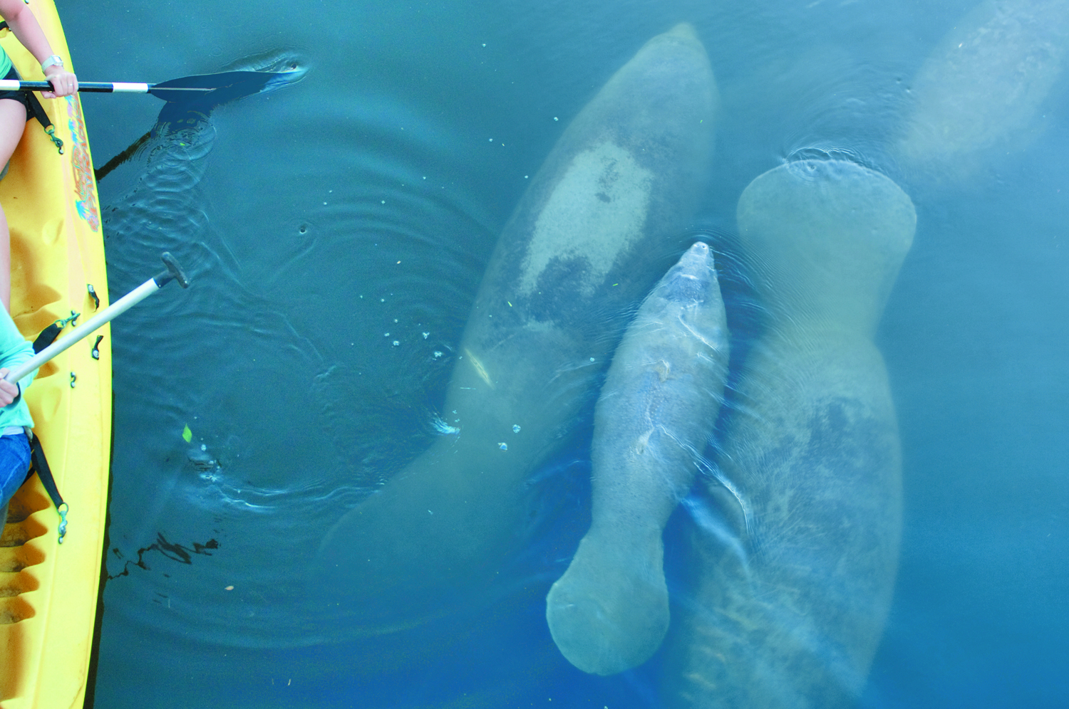 kayak next to family of manatee