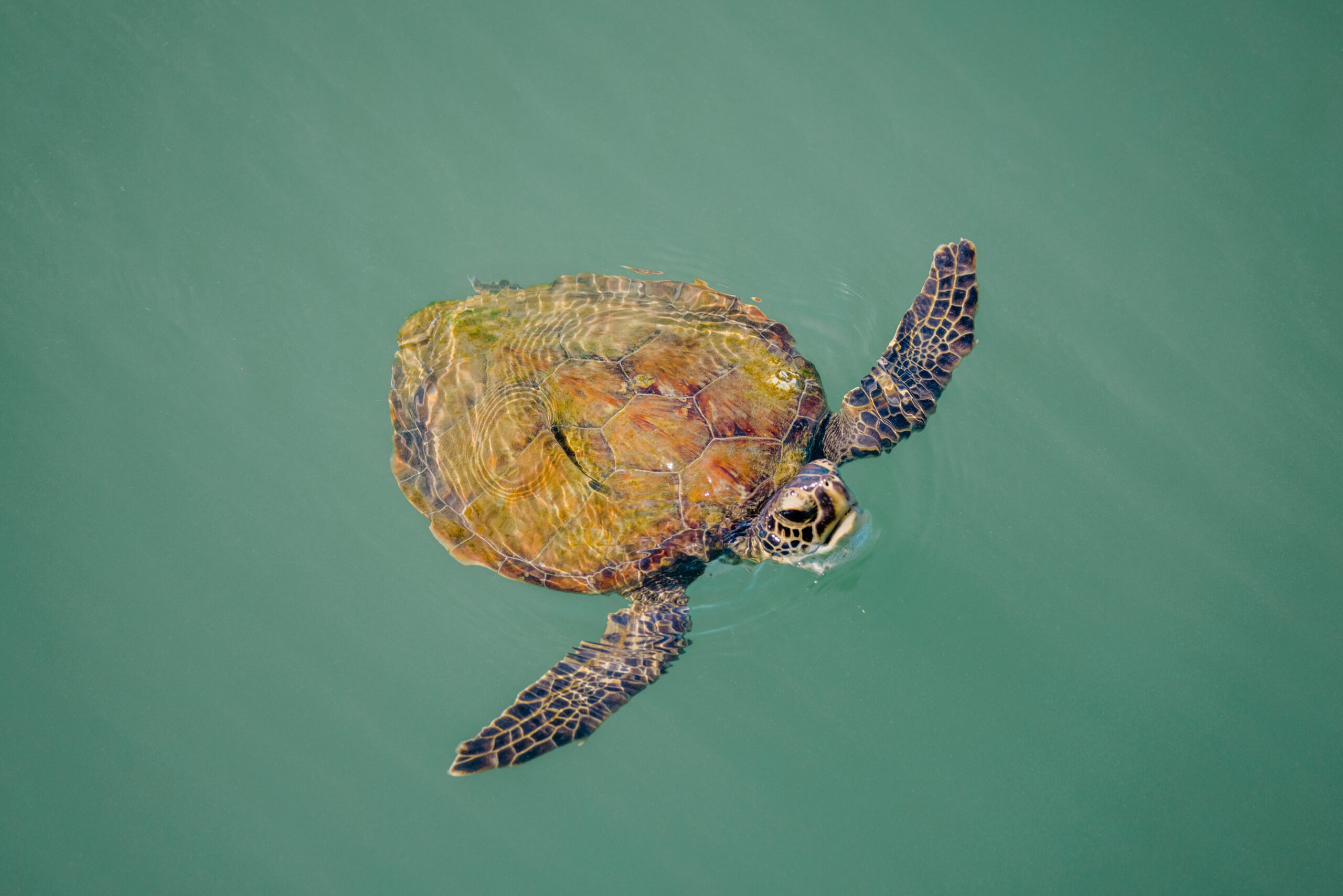 green sea turtle at port canaveral