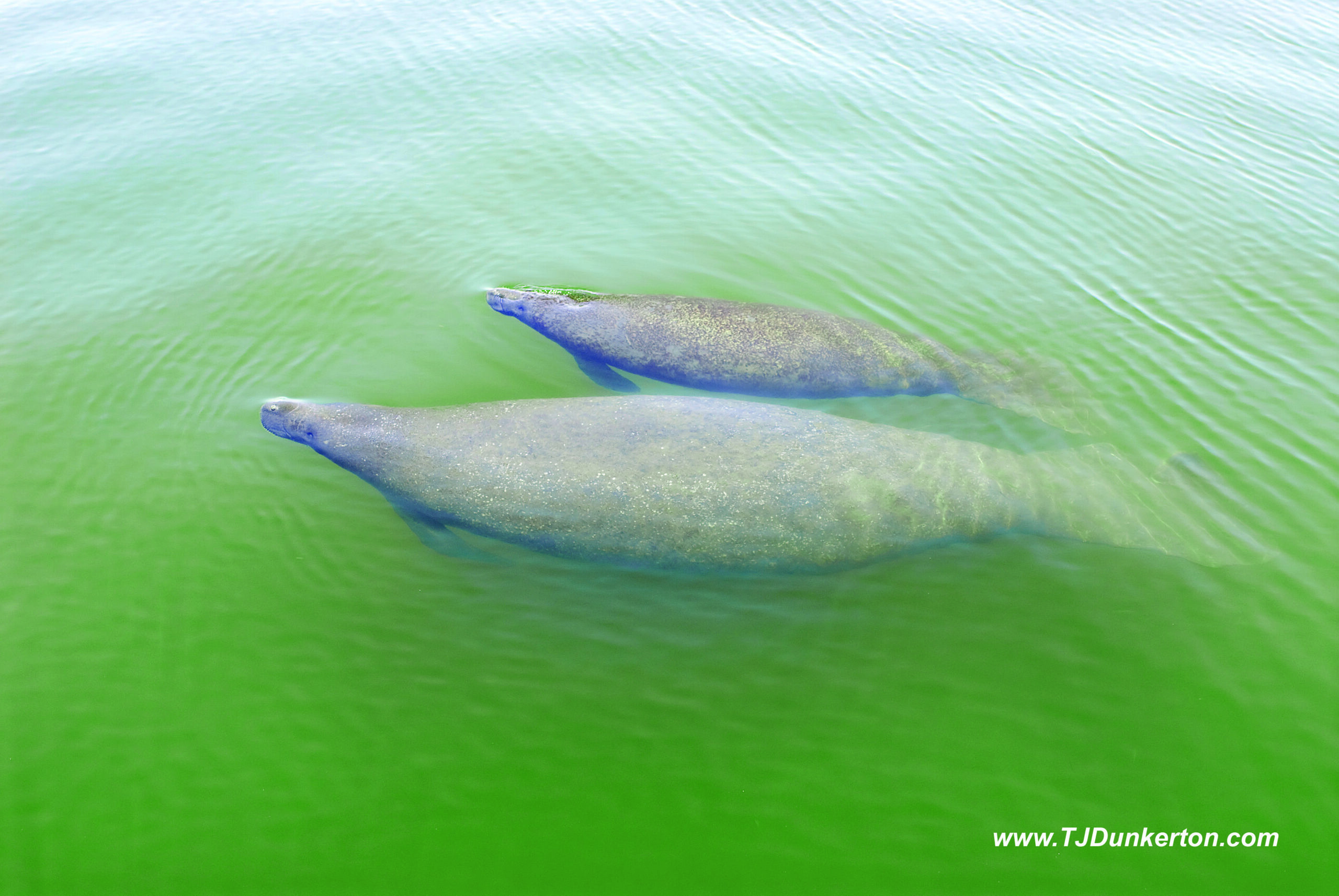 mantatees in the lagoon image by tom dunkerton