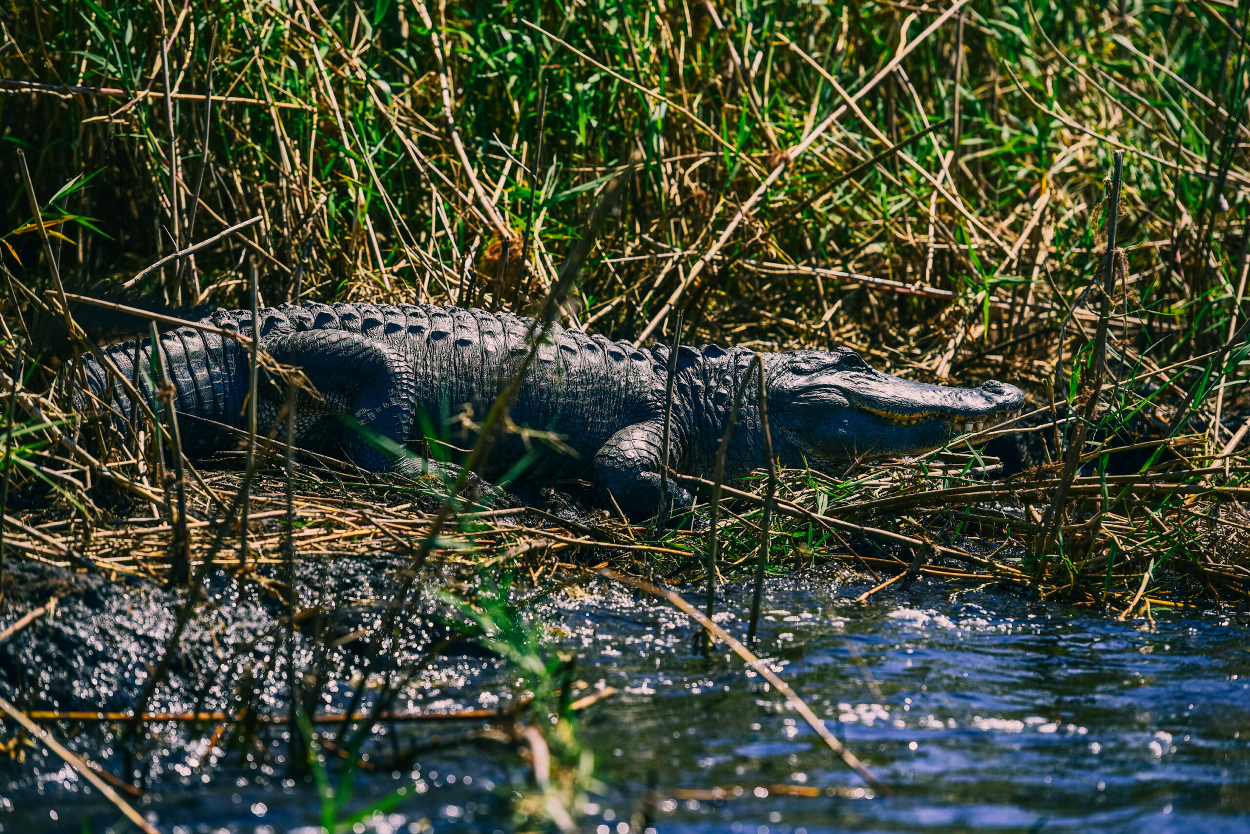 American alligator on the bank of the st johns river