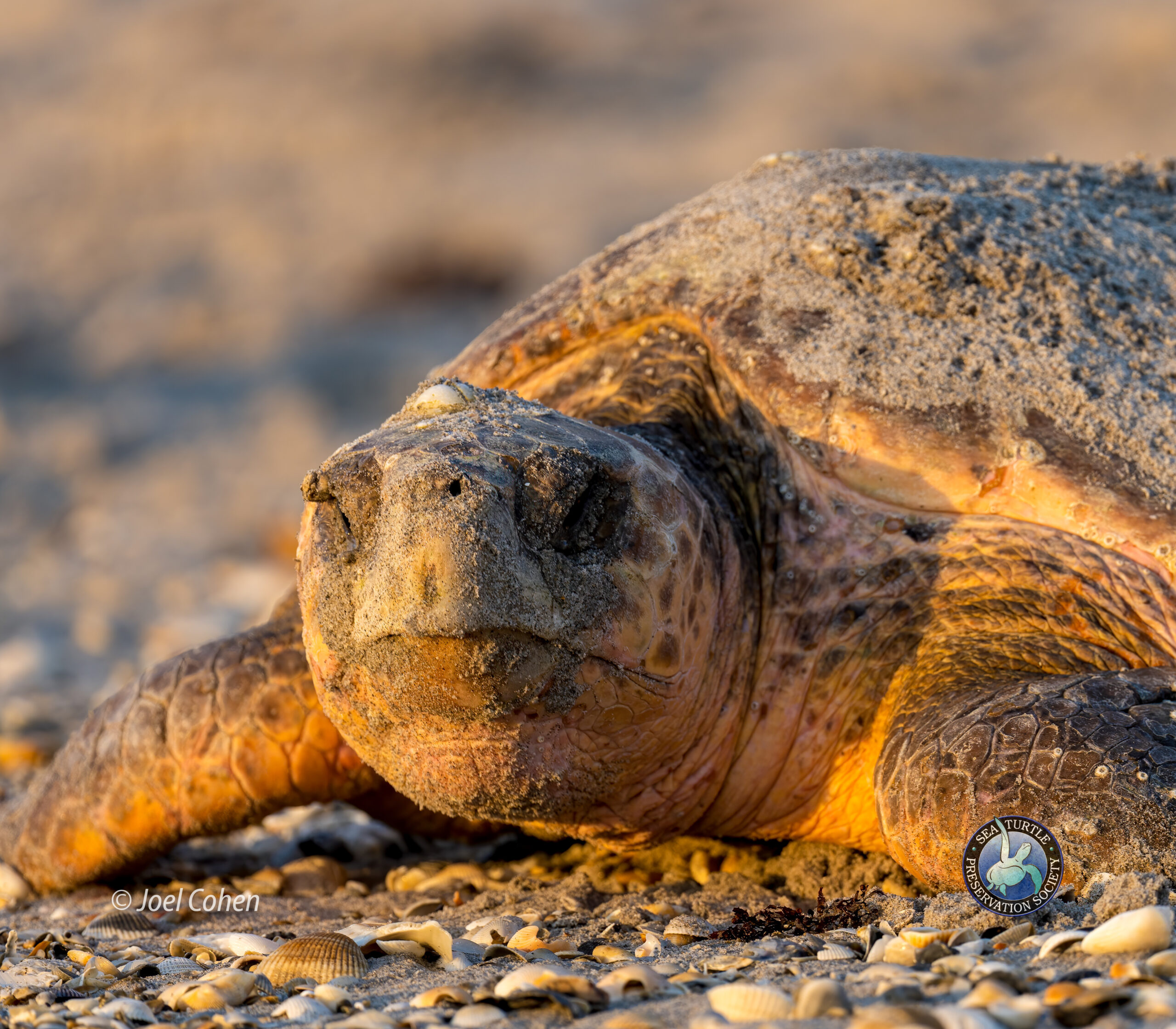 Loggerhad sea turtle photo by Joel Cohen