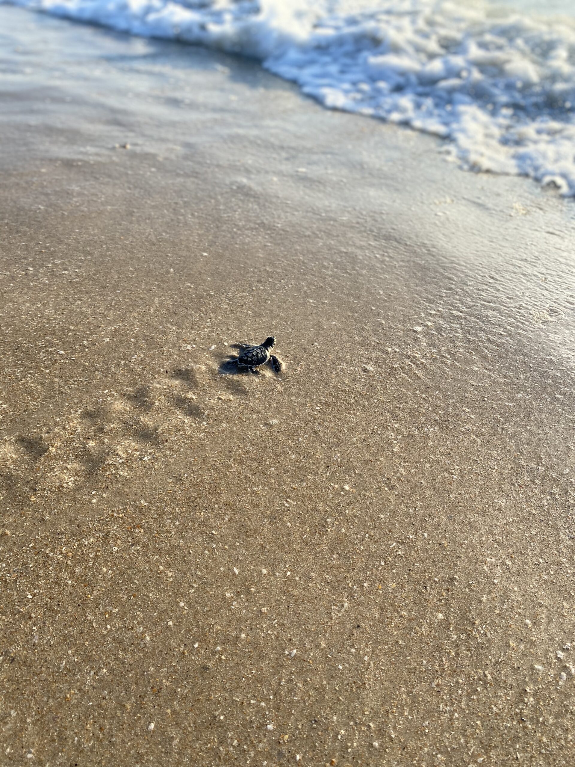 sea turtle hatchling