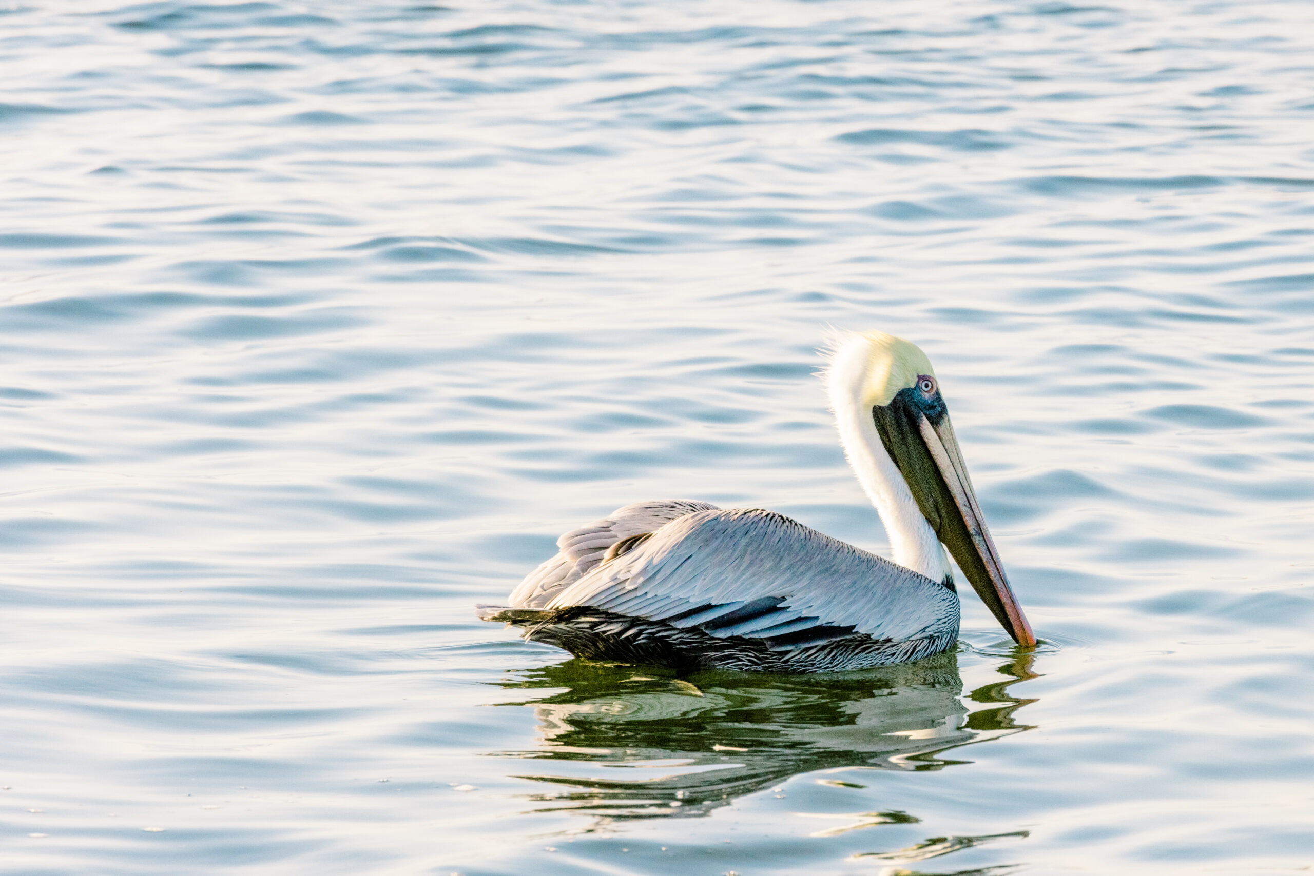 pelican at the canaveral national seashore