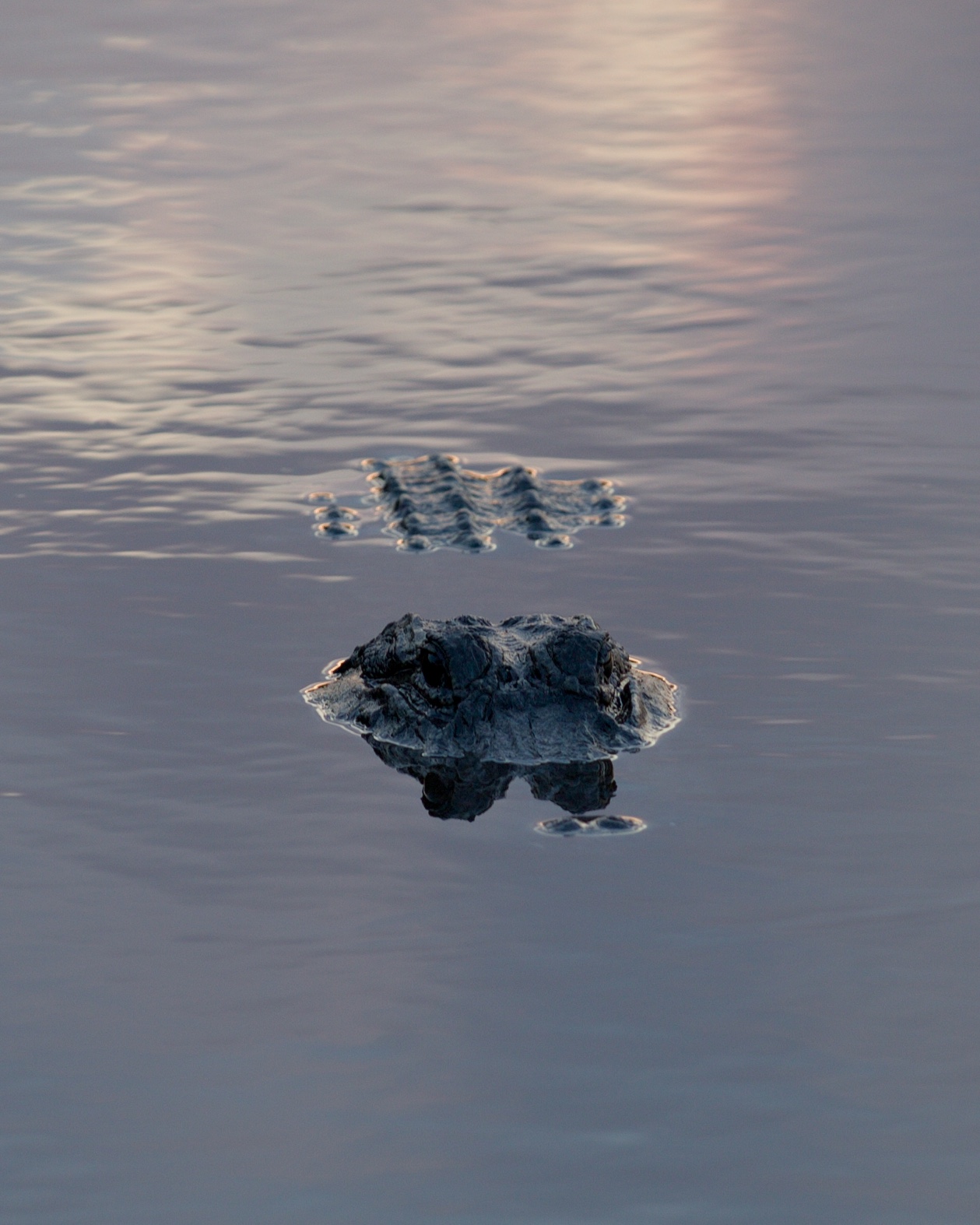 American Alligator at the Merritt Island National Wildlife Refuge