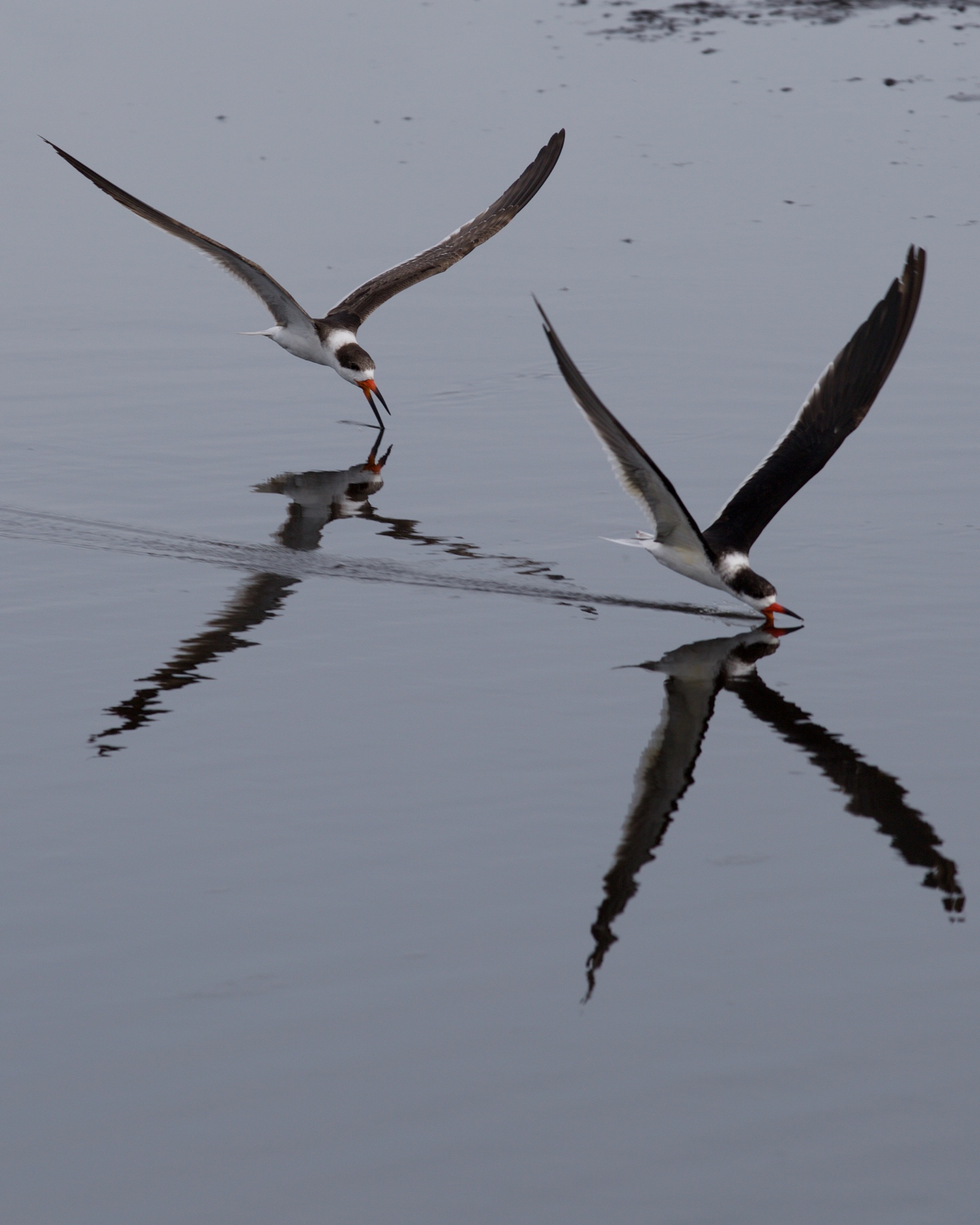 black skimmers feeding at the merritt island national wildlife refuge