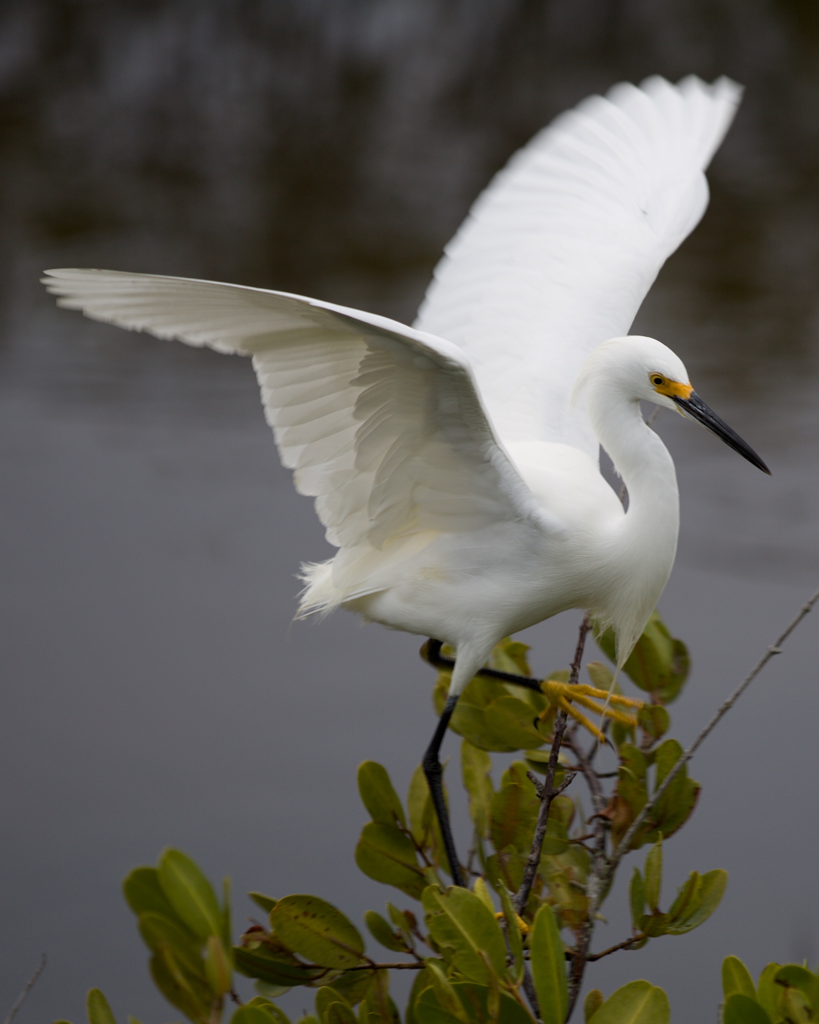 egret at the merritt island national wildlife refuge