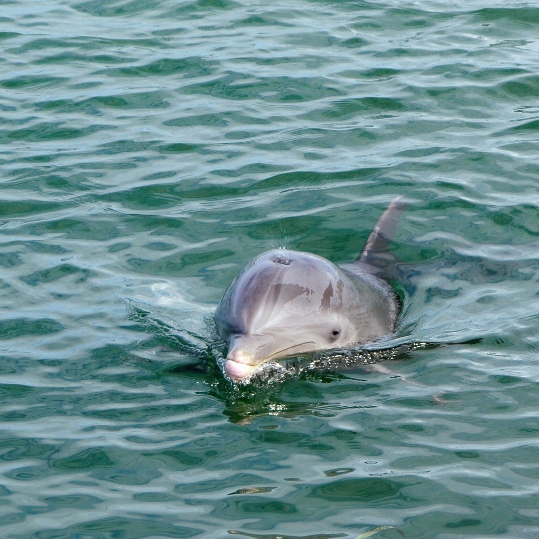 dolphin in the lagoon photo by sebastian inlet district